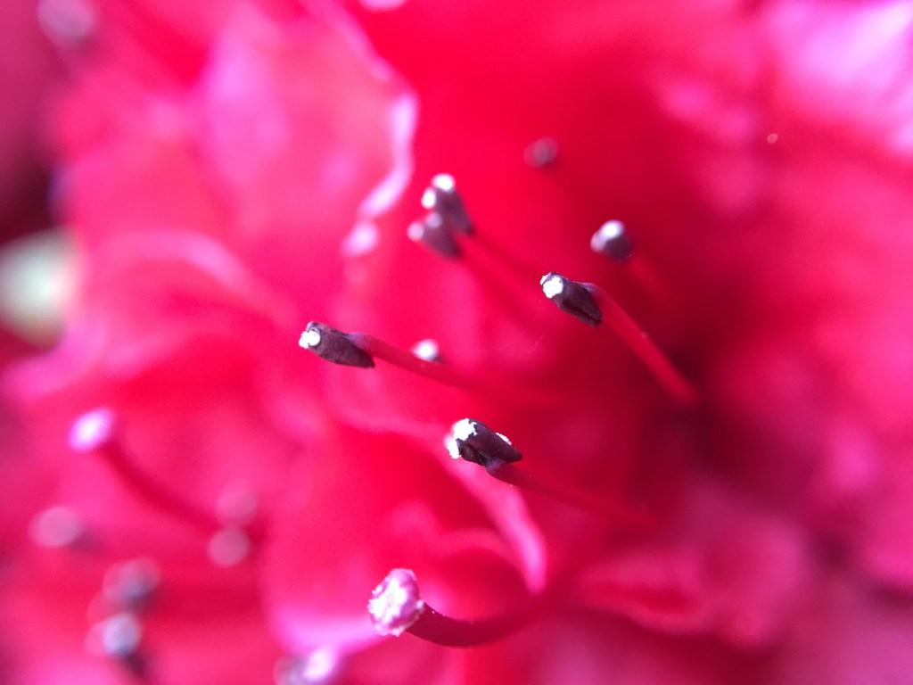 Book Review: Harsh Gods by Michelle&nbsp;Belanger